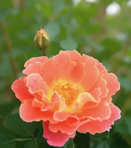 Фруті Петалс Троянда / Rosa Fruity Petals