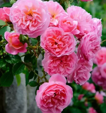 Гайд Холл Троянда / Rosa Hyde Hall