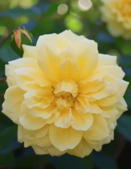 Гарденія Троянда / Rosa Gardenia