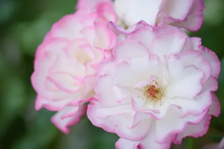 Гендель Троянда / Rosa Handel