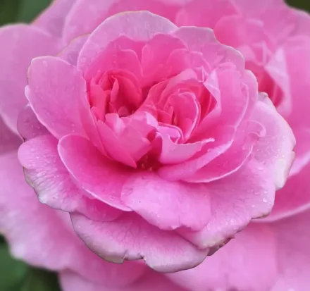 Гертруда Джекіл Троянда / Rosa Gertrude Jekyll