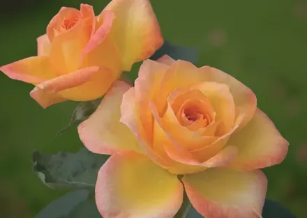 Голд Медал Троянда / Rosa Gold Medal