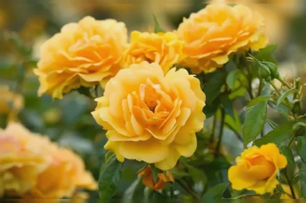 Голден Бюті Троянда / Rosa Golden Beauty