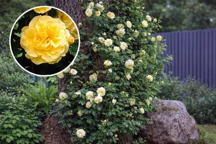 Голден Шауерс Троянда / Rosa Golden Showers