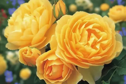 Грем Томас Троянда / Rosa Graham Thomas