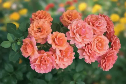 Easy Does It Rosa / Троянда Ізі Даз Іт