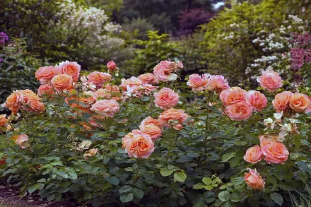 Троянда Кахала / Rosa Kahala