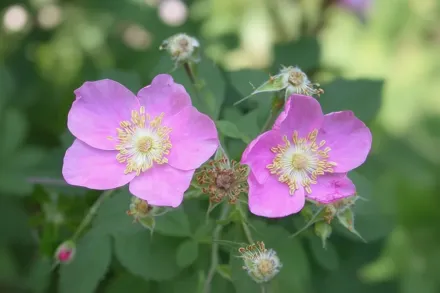Rosa californica / Троянда каліфорнійська