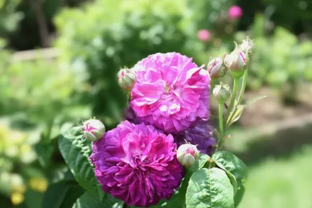 Кардинал де Рішельє Троянда / Rosa Cardinal de Richelieu