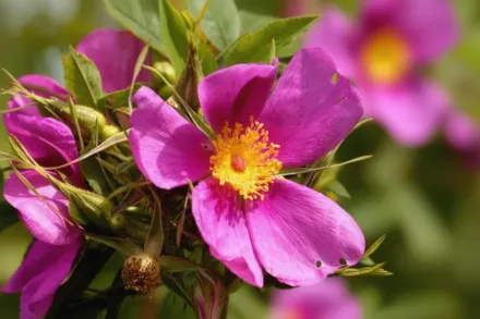 Rosa carolina / Троянда каролінська