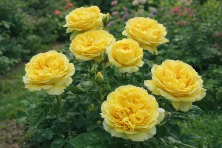 Троянда Каталіна / Rosa Catalina