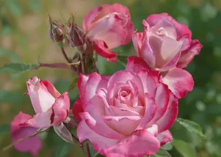 Кенді Кейн Коктейл Троянда / Rosa Candy Cane Cocktail