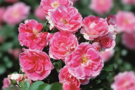 Керфрі Вондер Троянда / Rosa Carefree Wonder