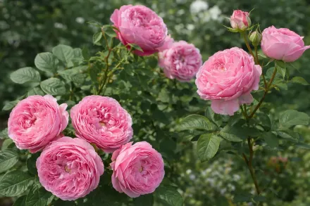 Троянда Кері / Rosa Carey