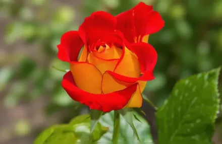 Кетчуп енд Мастард Троянда / Rosa Ketchup & Mustard