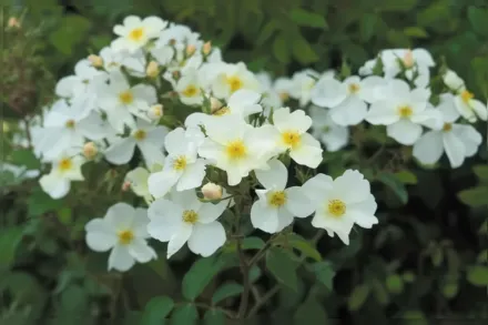 Кю Гарденс Троянда / Rosa Kew Gardens