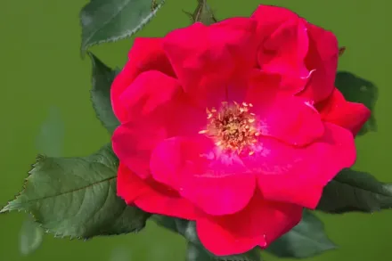 Кнок Аут Троянда / Rosa Knock Out