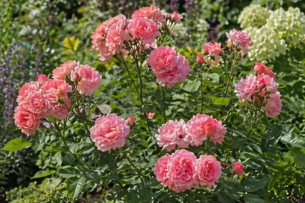 Троянда Корал Желе / Rosa Corail Gelee