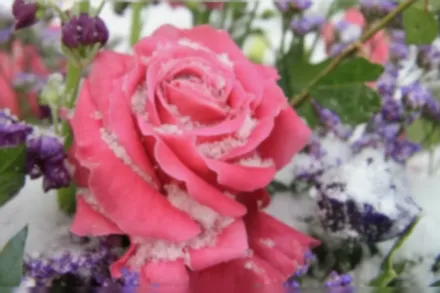 Кьорлі Пінк Троянда / Rosa Curly Pink