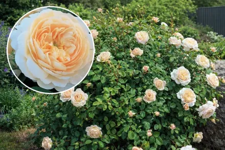 Крокус Роуз Троянда / Rosa Crocus Rose