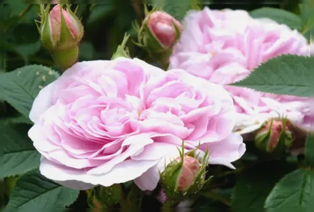 Квін оф Денмарк Троянда / Rosa Queen of Denmark