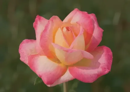 Лав енд Піс Троянда / Rosa Love & Peace