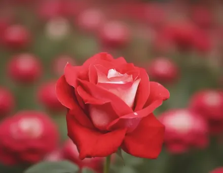 Лав Троянда / Rosa Love