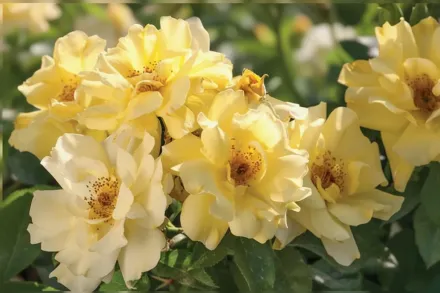 Lemon Drift Rosa / Троянда Лемон Дріфт