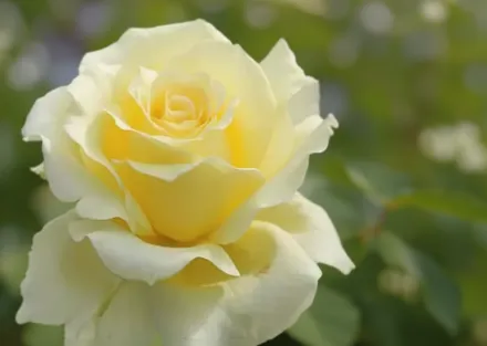 Лілі Понс Троянда / Rosa Lily Pons