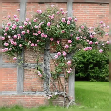 Mme Caroline Testout Rosa / Троянда Мадам Каролін Тесту