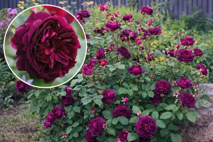 Munstead Wood Rosa / Троянда Манстед Вуд