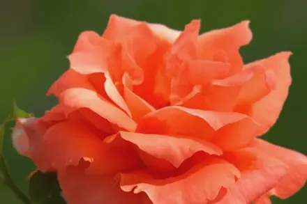 Maria Stern Rosa / Троянда Марія Стерн