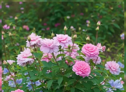 Мейфлауер Троянда / Rosa The Mayflower