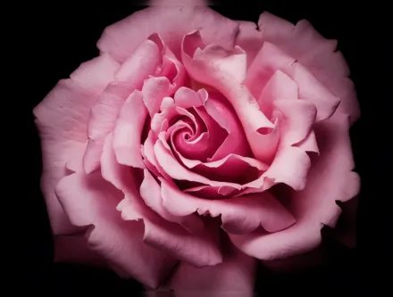 Memorial Day Rosa / Троянда Меморіал Дей