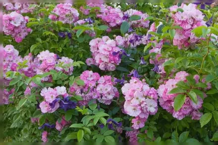 Mrs. F.W. Flight Rosa / Троянда Місіс Ф. В. Флайт