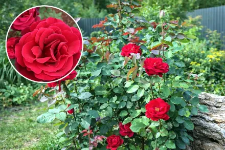 Mister Lincoln Rosa / Троянда Містер Лінкольн