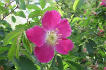 Rosa nitida / Троянда нітідa