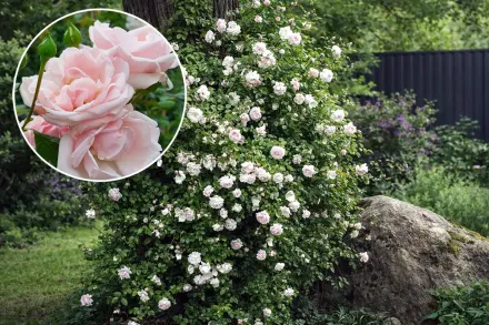 New Dawn Rosa / Троянда Нью Доун