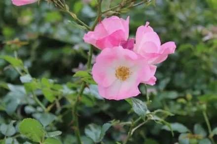 Rosa nutkana / Троянда нутканська