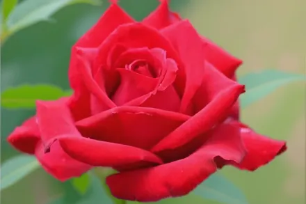 Олімпіад Троянда / Rosa Olympiad