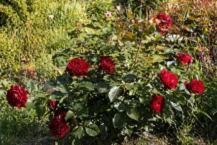 Троянда Омаж а Барбара / Rosa Hommage a Barbara