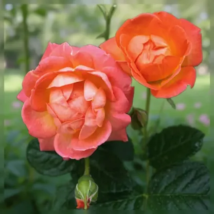 Орандж Глоу Нок Аут Троянда / Rosa Orange Glow Knock Out