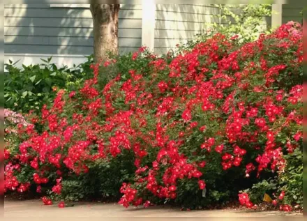 Осо Ізі Черрі Пай Троянда / Rosa Oso Easy Cherry Pie