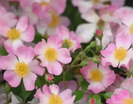 Осо Ізі Фрейгрант Спредер Троянда / Rosa Oso Easy Fragrant Spreader