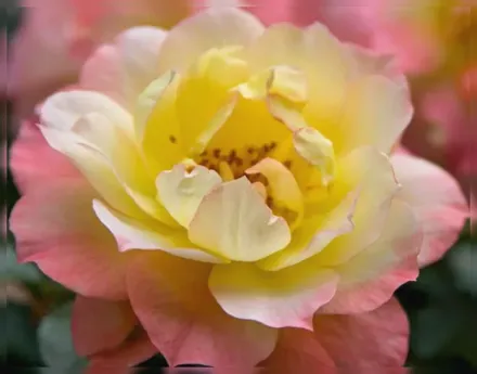 Осо Ізі Італіан Айс Троянда / Rosa Oso Easy Italian Ice