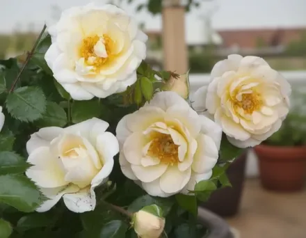 Осо Ізі Хані Бан Троянда / Rosa Oso Easy Honey Bun