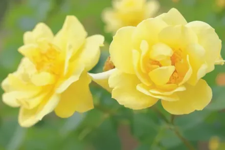 Осо Ізі Лемон Зест Троянда / Rosa Oso Easy Lemon Zest