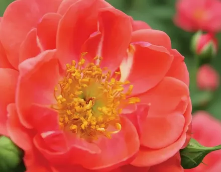 Осо Ізі Манго Сальса Троянда / Rosa Oso Easy Mango Salsa