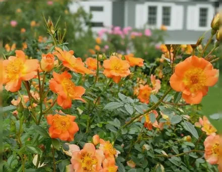 Осо Ізі Папріка Троянда / Rosa Oso Easy Paprika