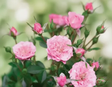 Осо Ізі Петіт Пінк Троянда / Rosa Oso Easy Petit Pink